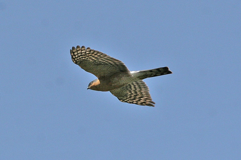 Eurasian SparrowHawk