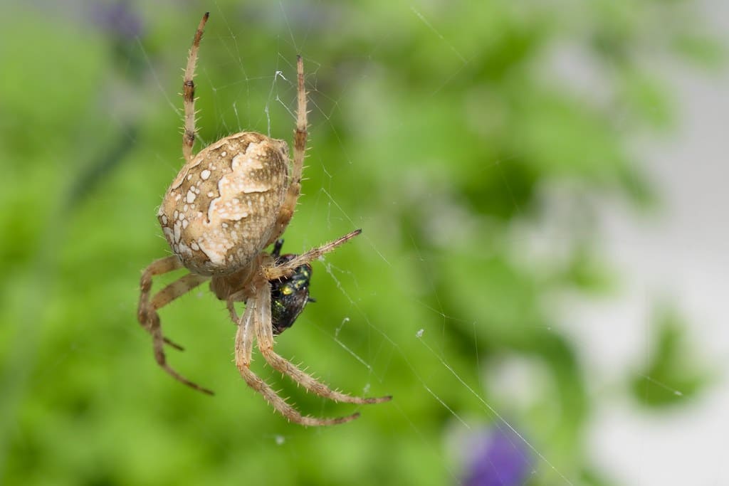 European Garden Spider