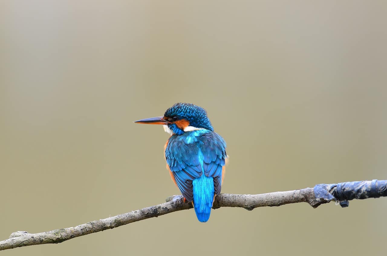 Female Names for Blue Birds