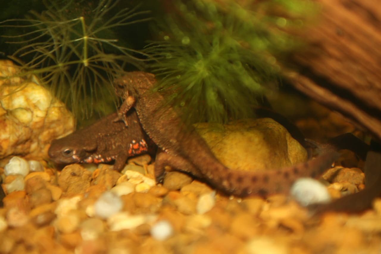 Fire Belly Newt