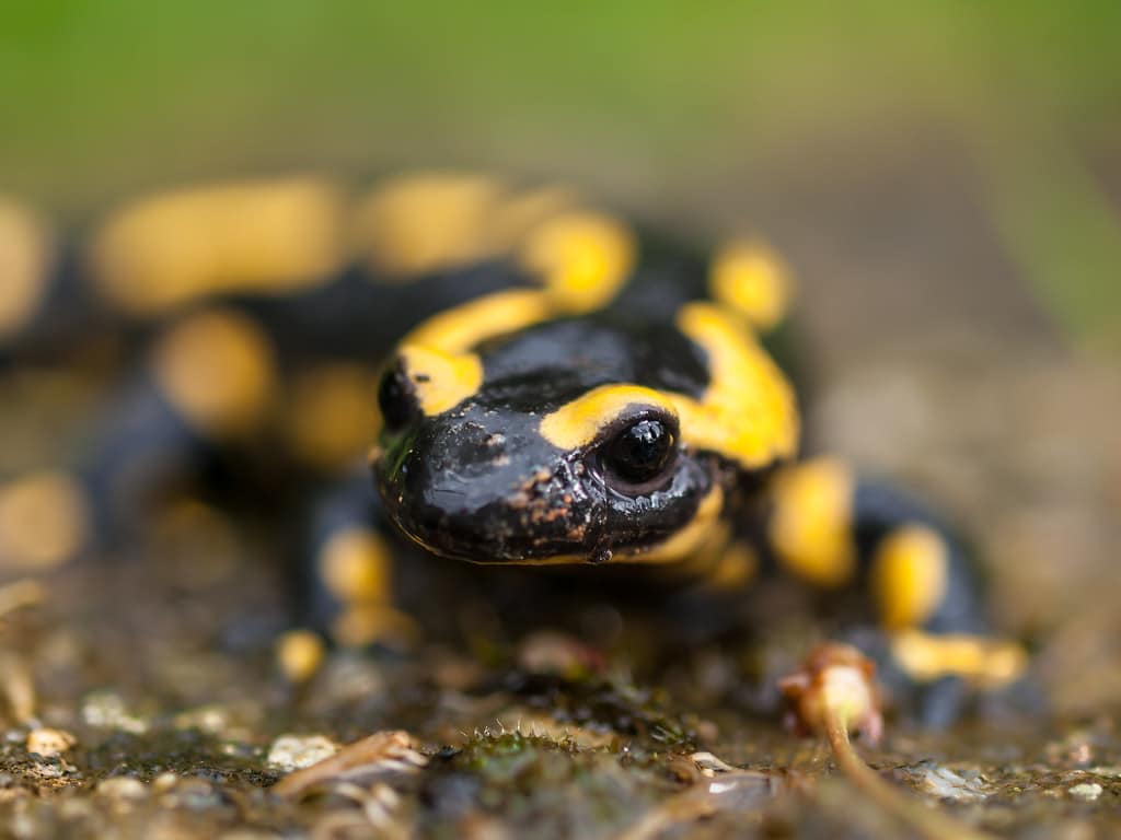 Fire Salamander