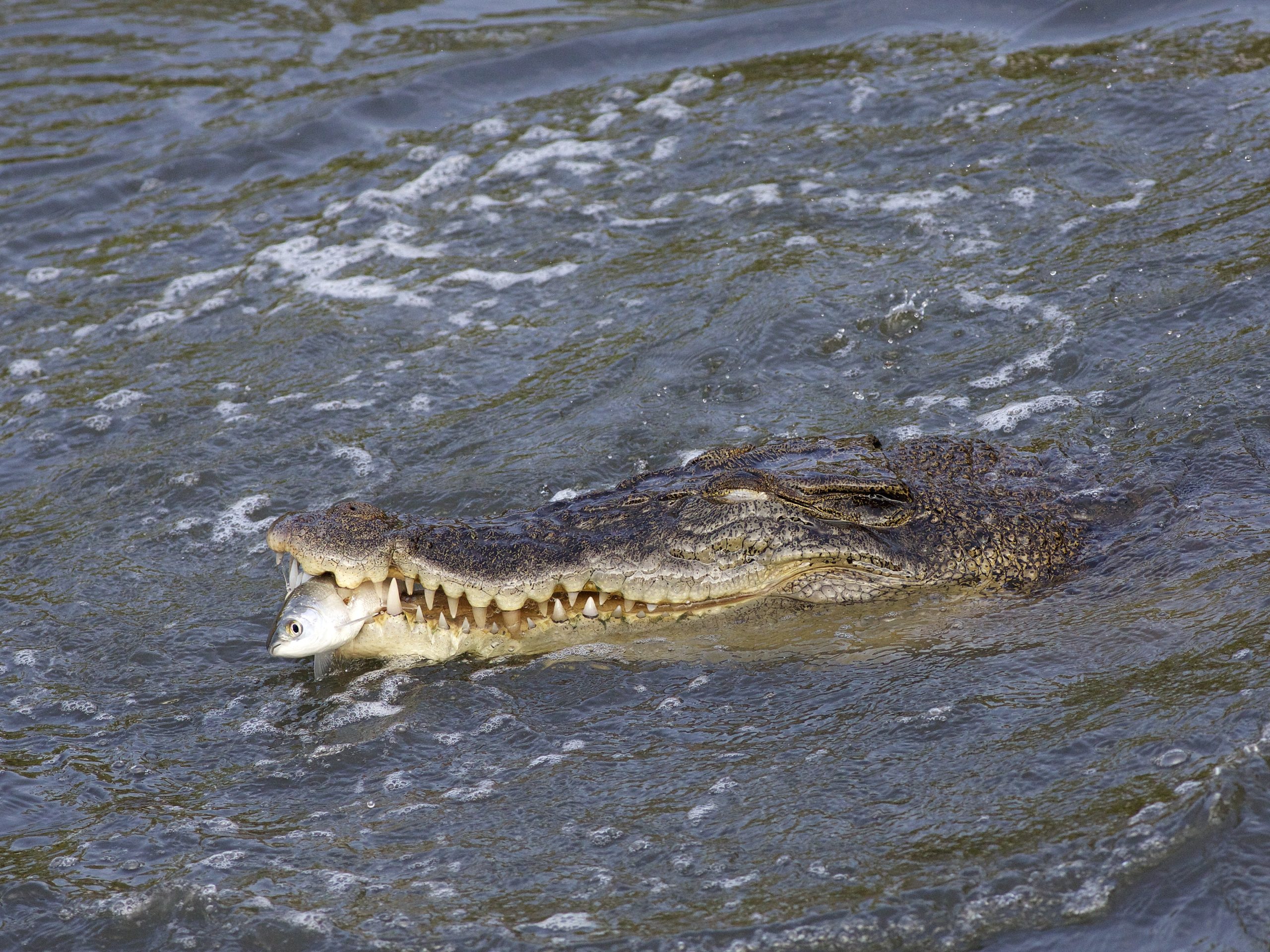 Fish-eating Crocodiles