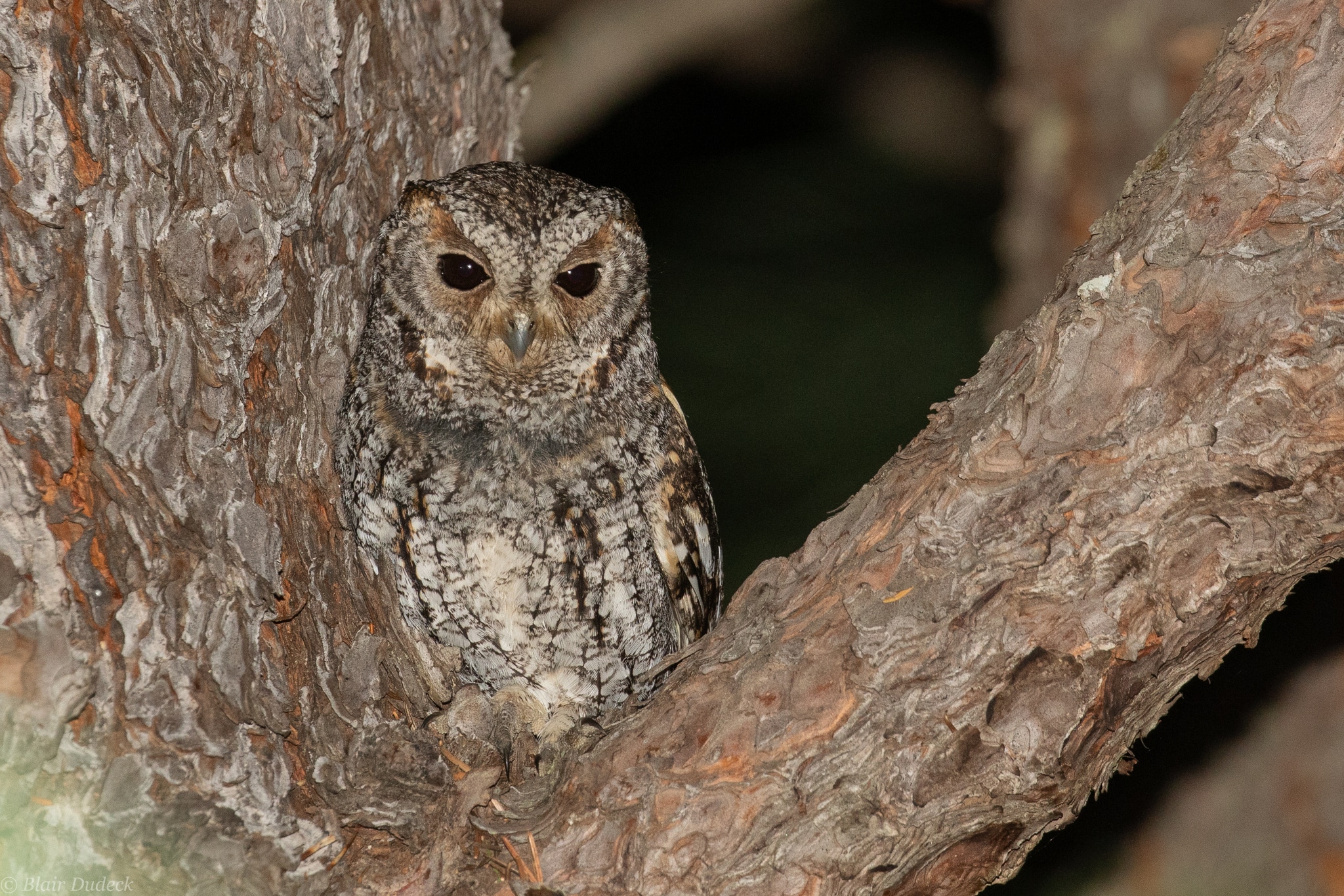 Flammulated Owl