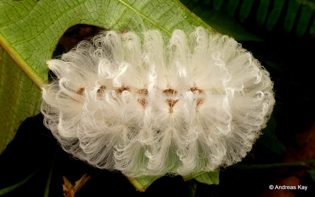 Flannel Moth Caterpillar