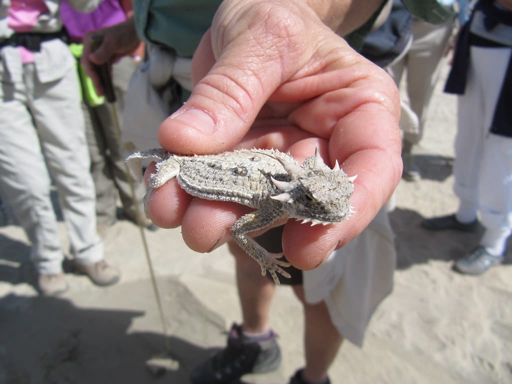 Flat-Tailed Horned Lizard