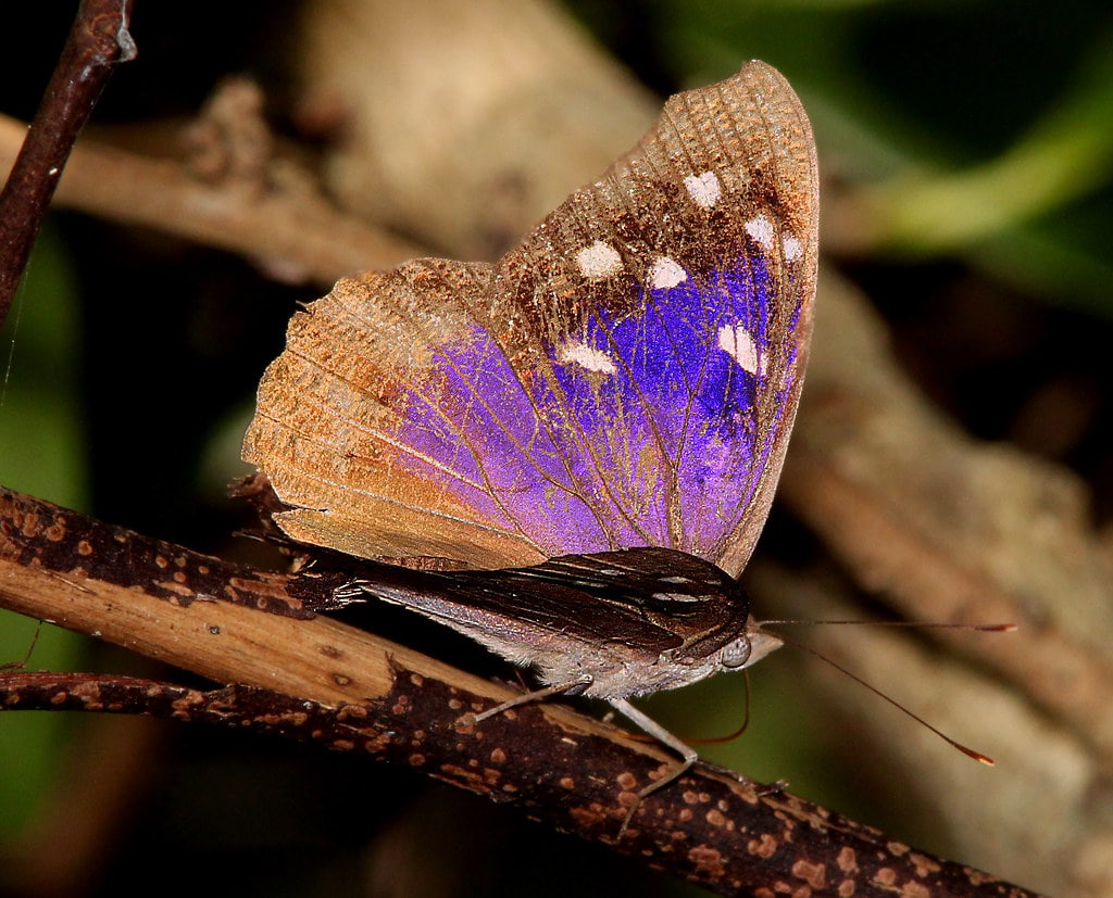 Florida Purplewing