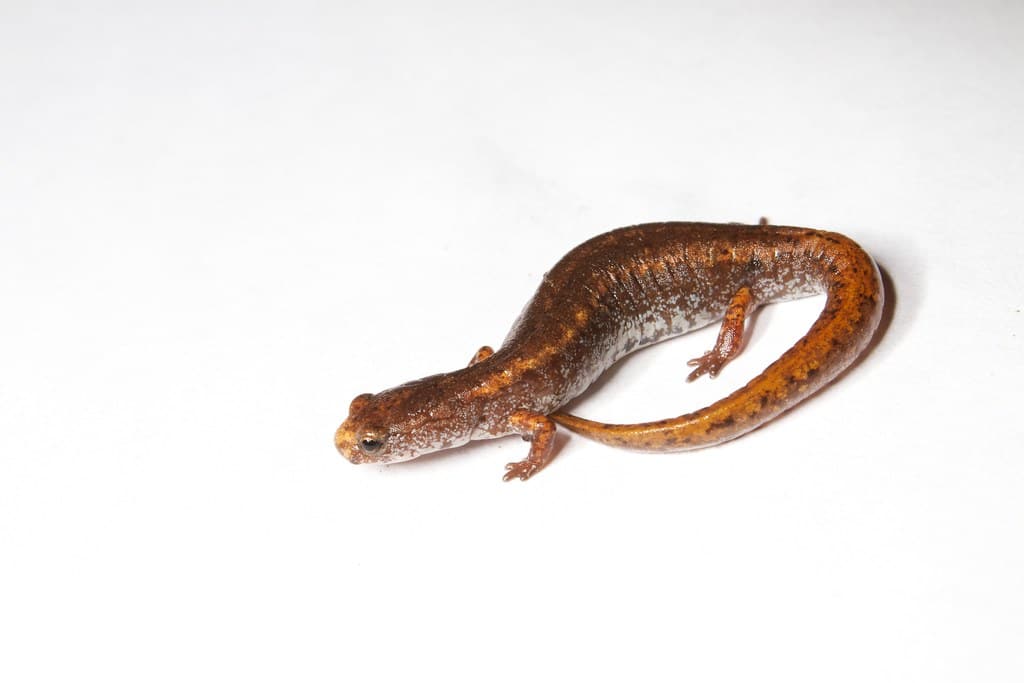 Four-Toed Salamander