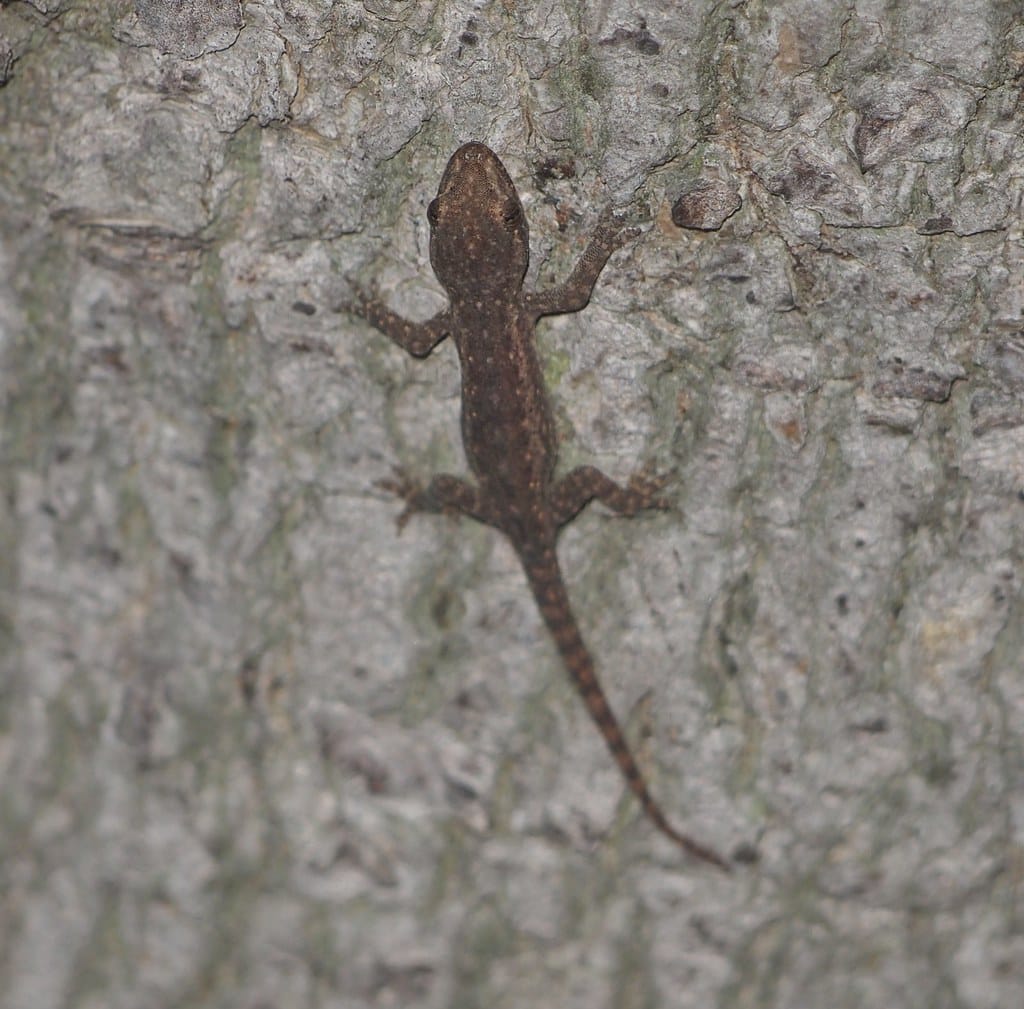 Fox Gecko