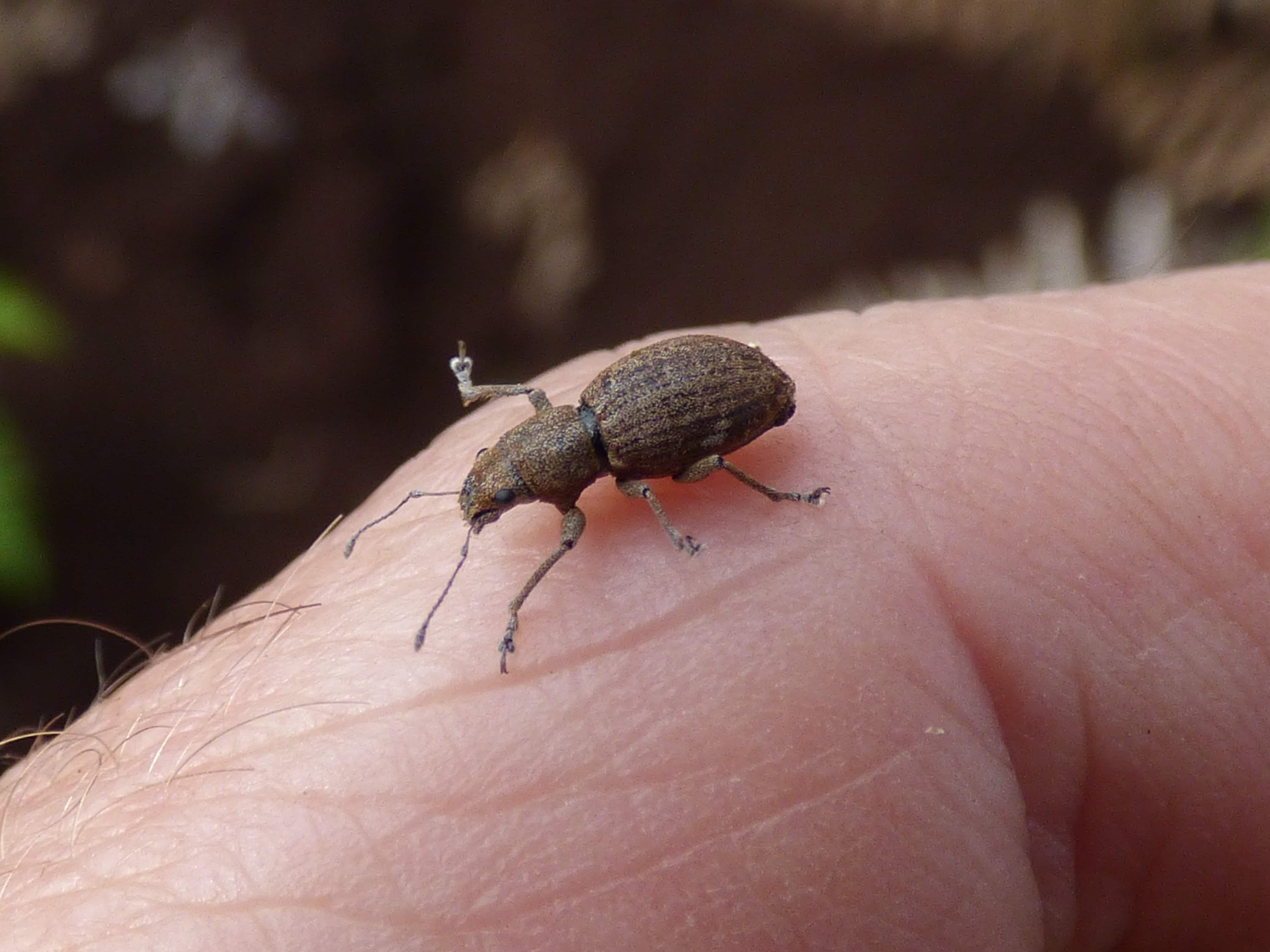 Fuller's Rose Weevil