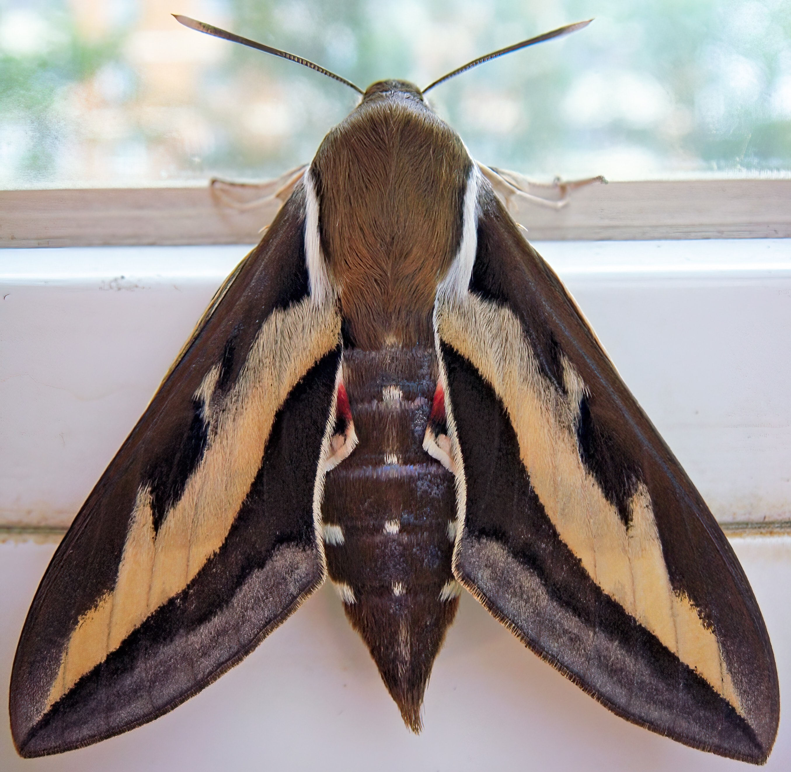 Gallium Sphinx Moth