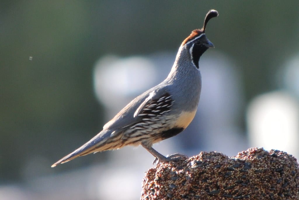 Gambel's Quail