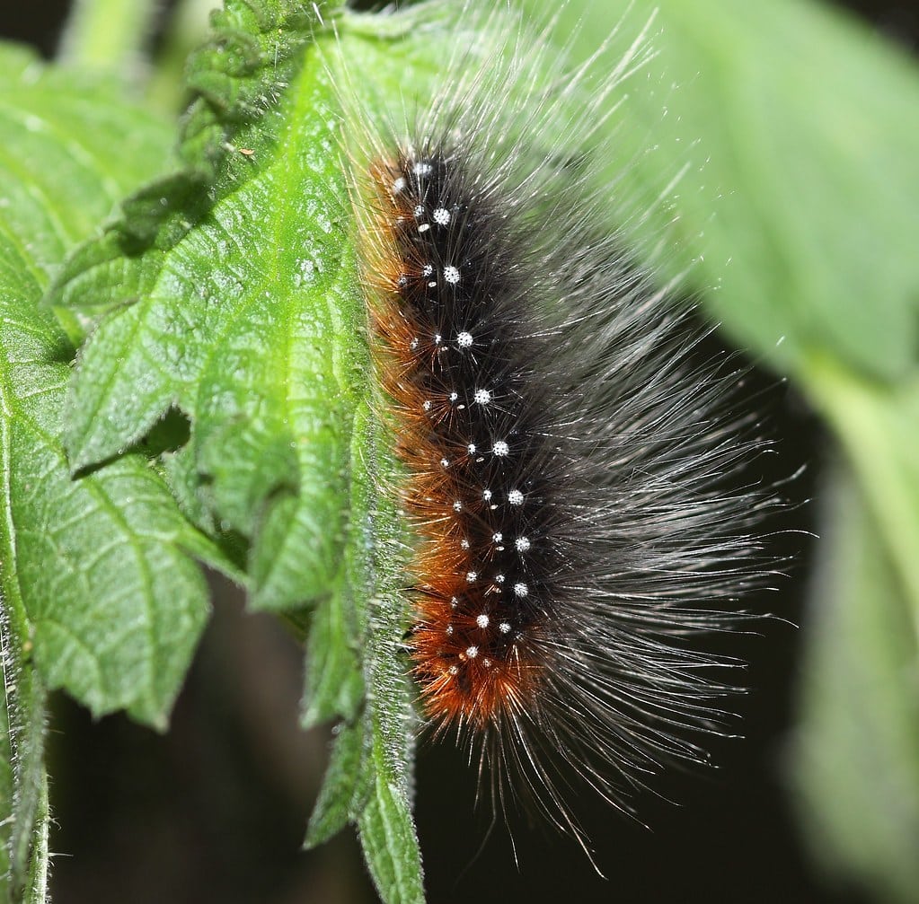 Garden Tiger Moth