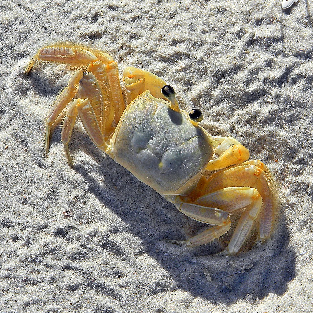 Ghost Crabs