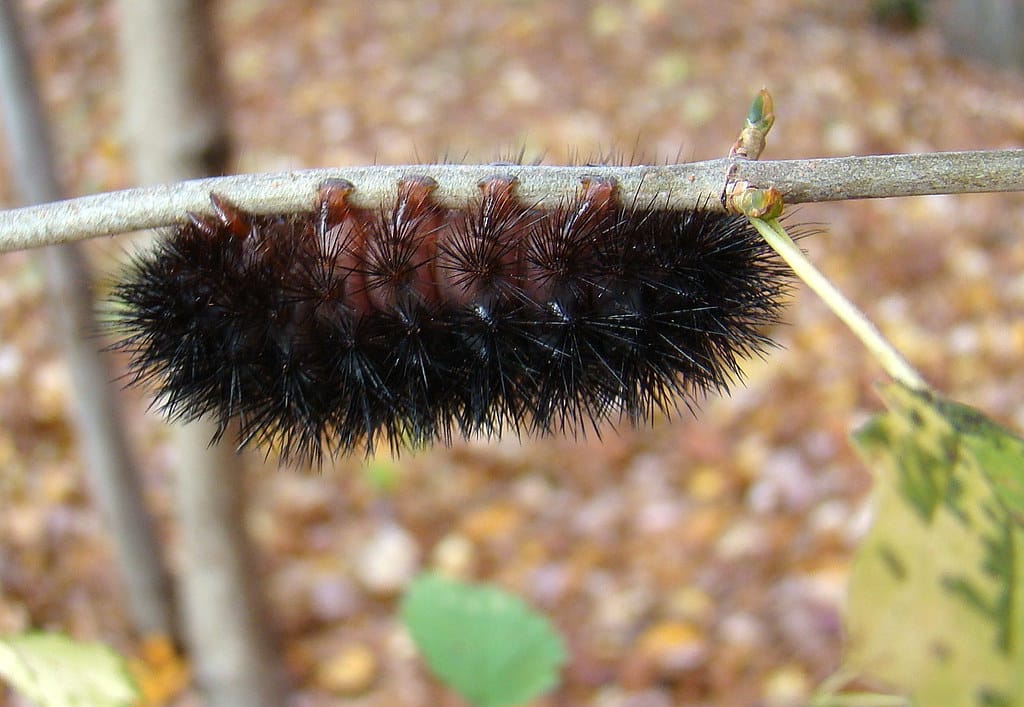 Giant Leopard Moth Caterpillar