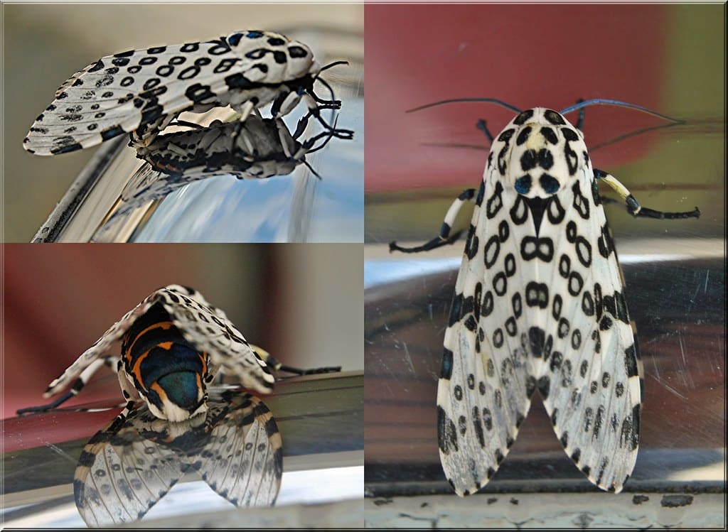Giant Leopard Moth