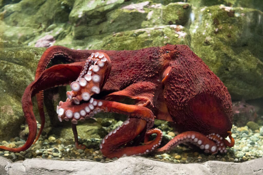 Giant Pacific Octopus