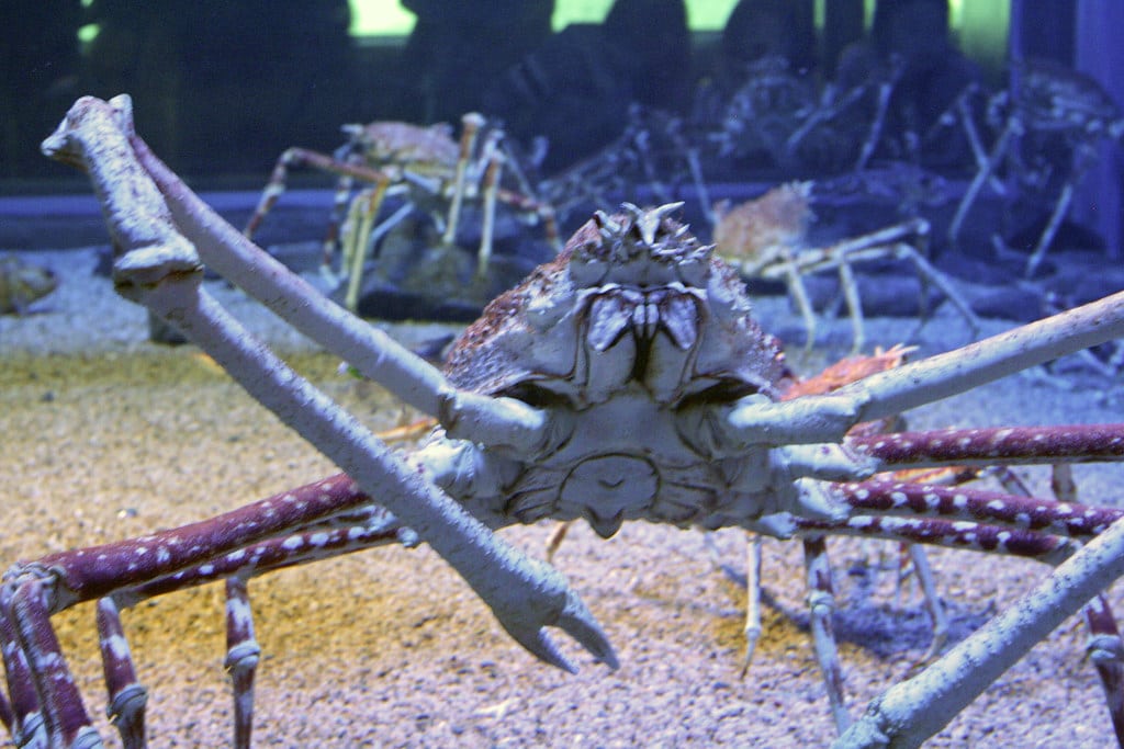 Giant Spider Crabs