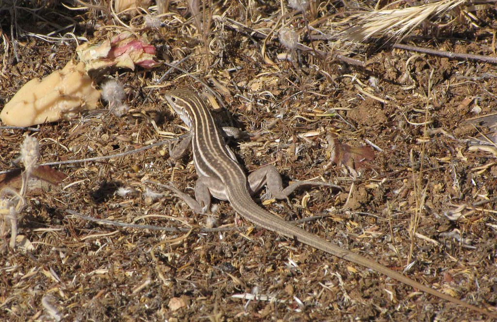 Gila Spotted Whiptail