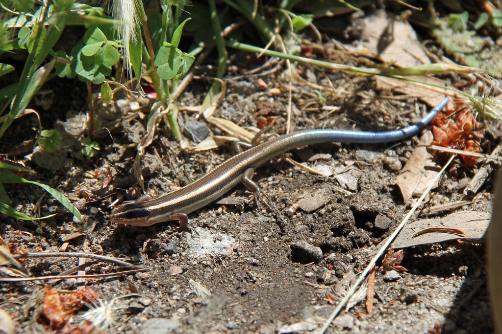Gilbert's Skink