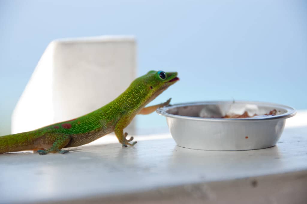 Gold Dust Day Gecko - Types of Geckos in Hawaii