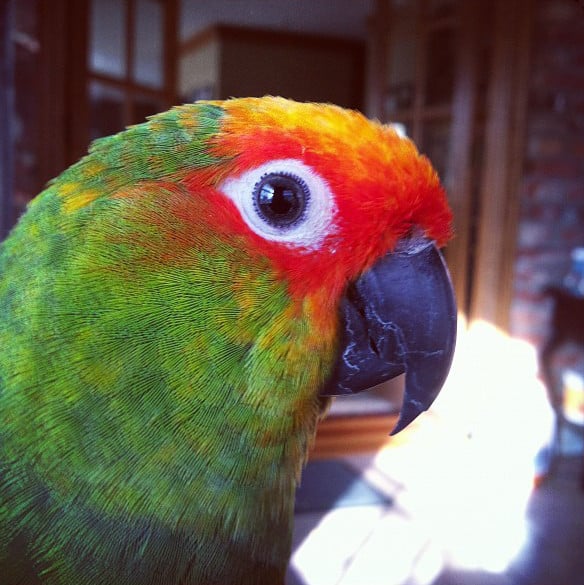 Golden-Capped Conure