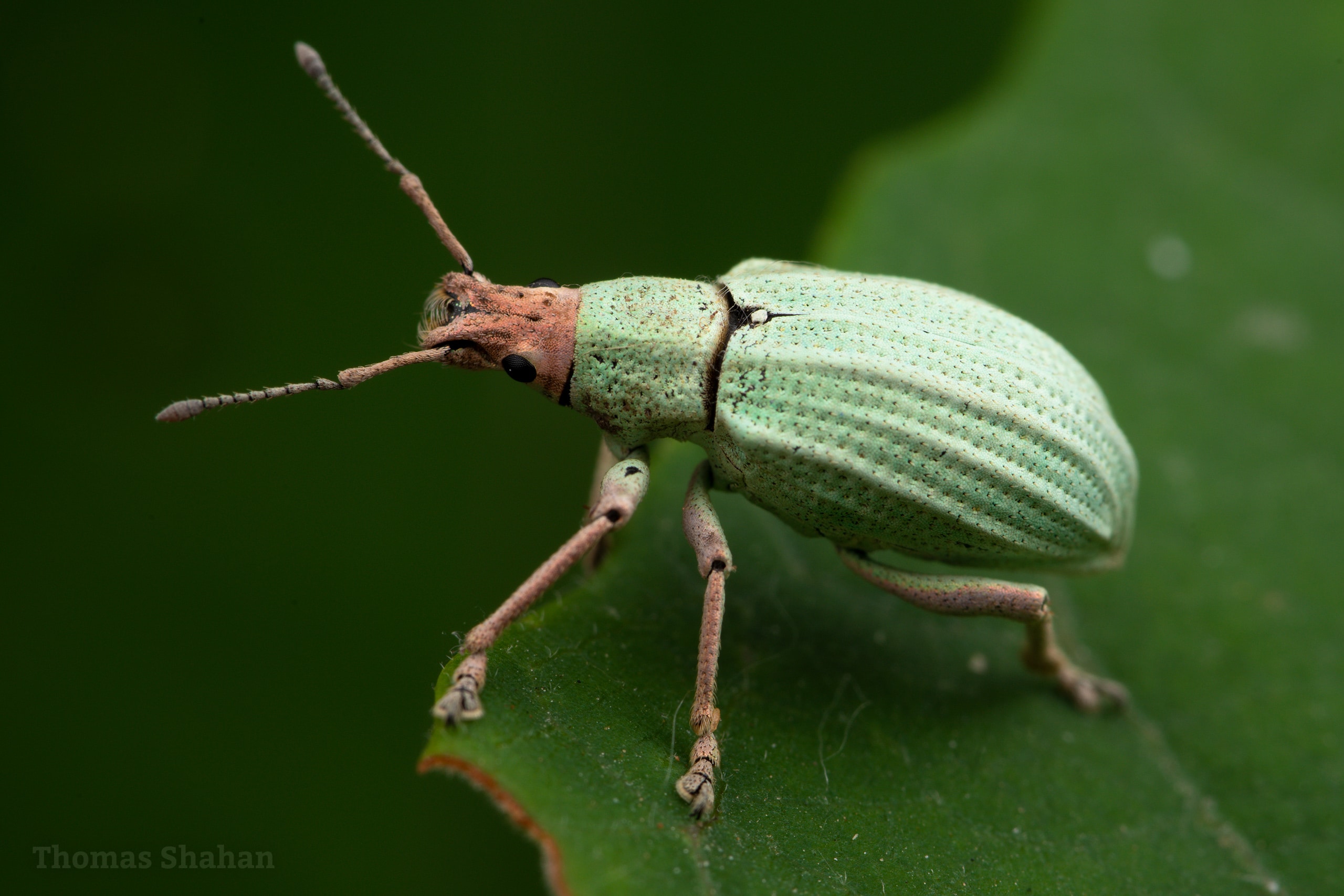Golden-Headed Weevil