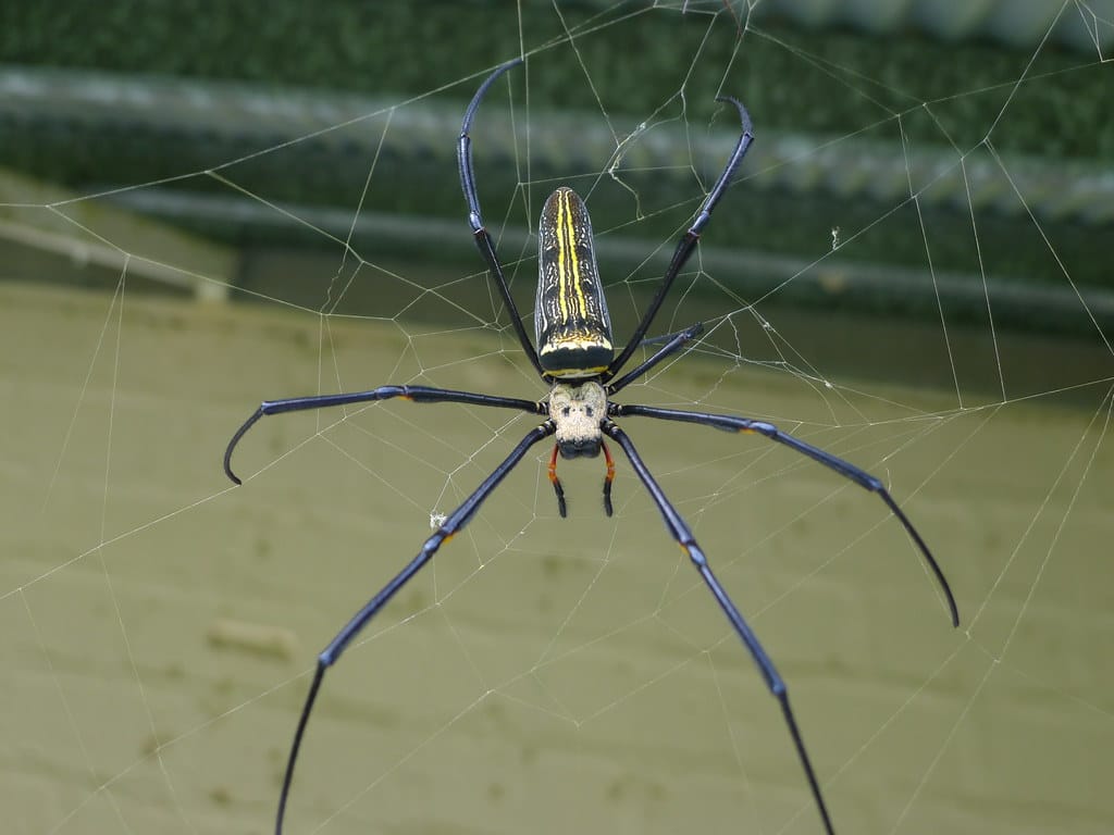 Golden Orb-weavers