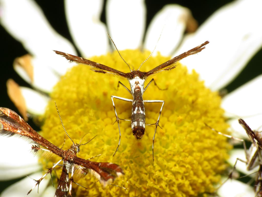 Grape Plume Moth