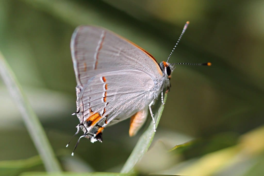 Gray Hairstreak