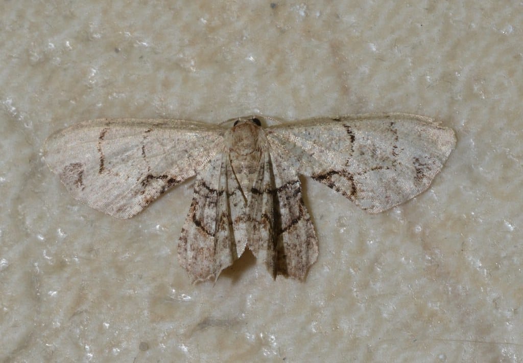 Gray Scoopwing Moth - Types of Moths in Washington State