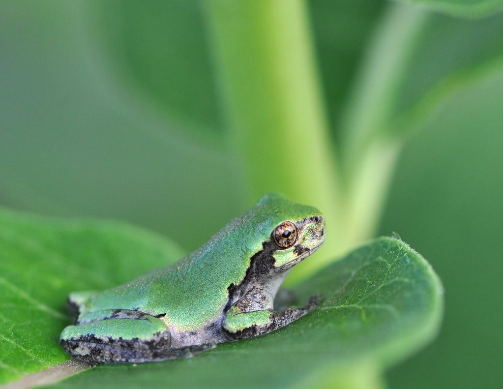 Gray Treefrog - Types of Frogs in Kentucky