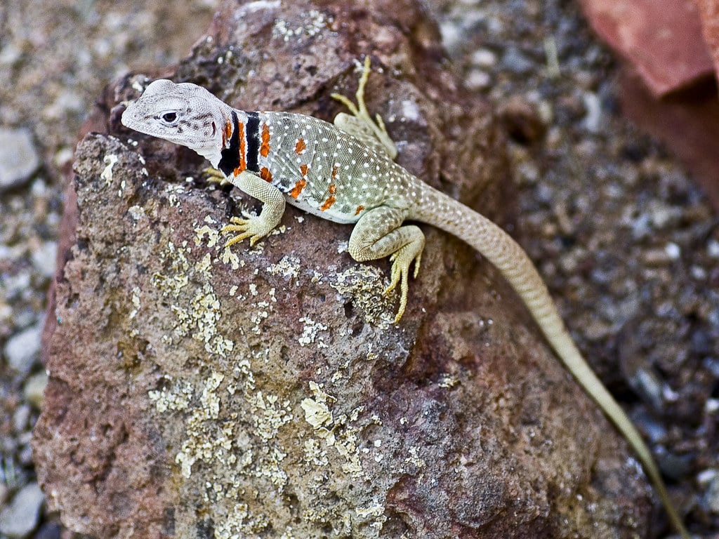Great Basin Collared Lizard