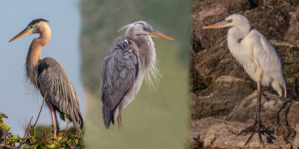Great Blue Herons