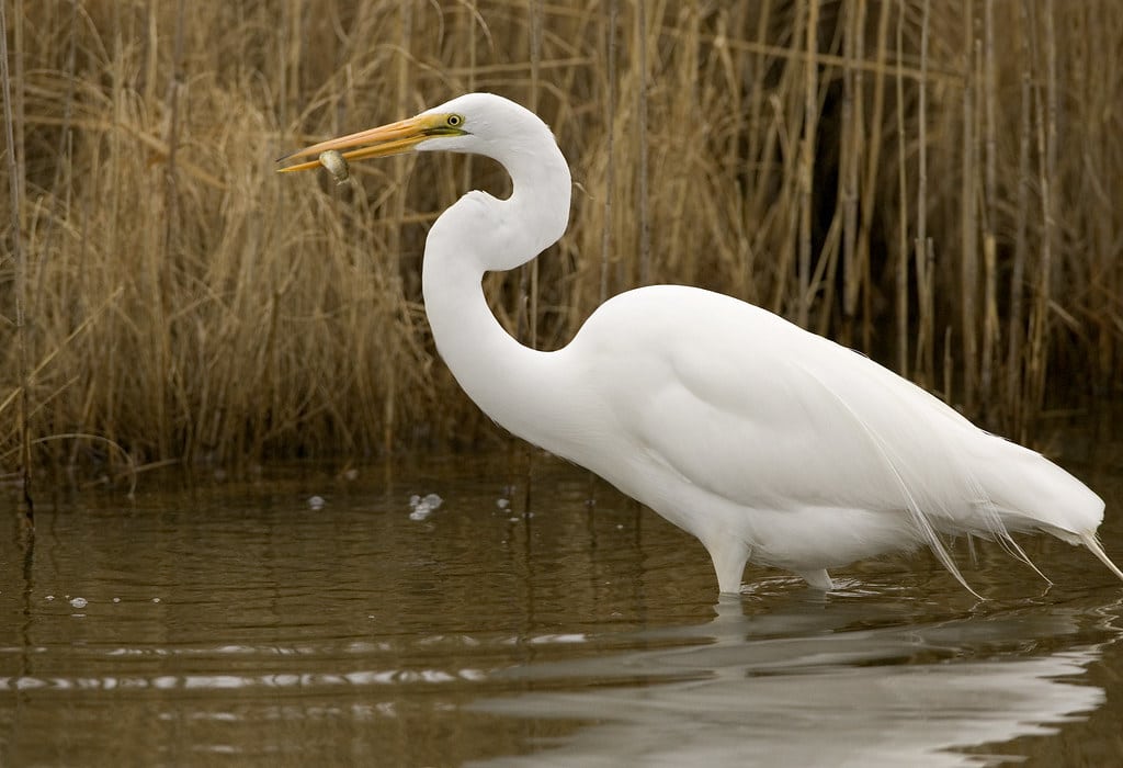 Great Egret