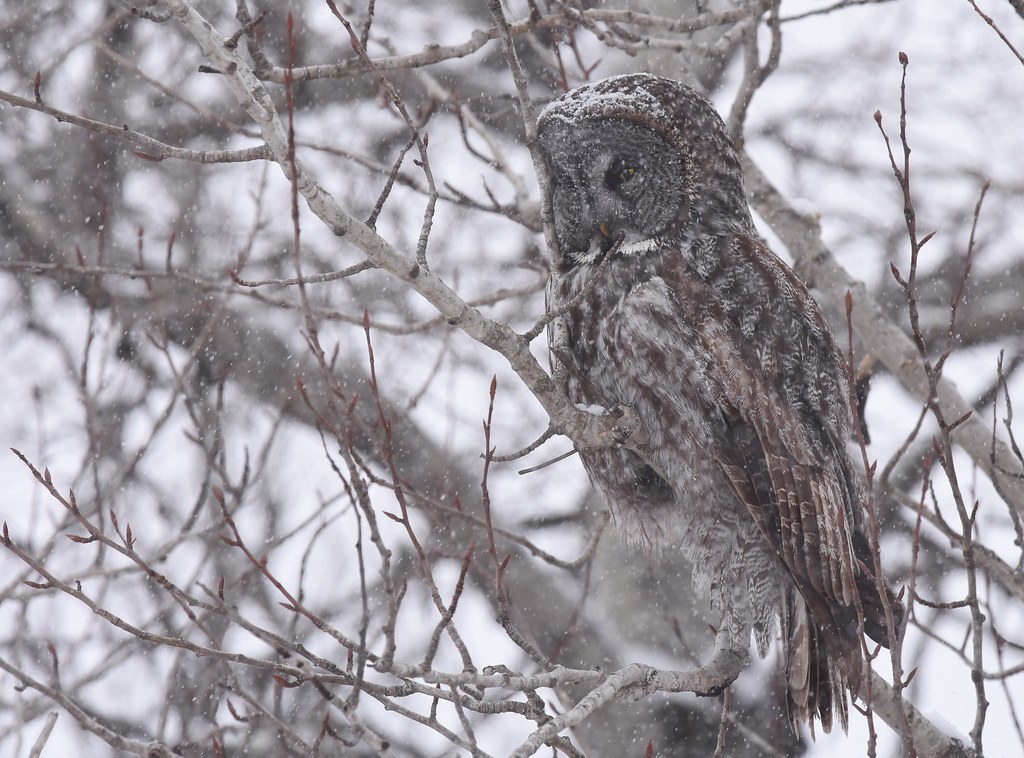 Great Gray Owl