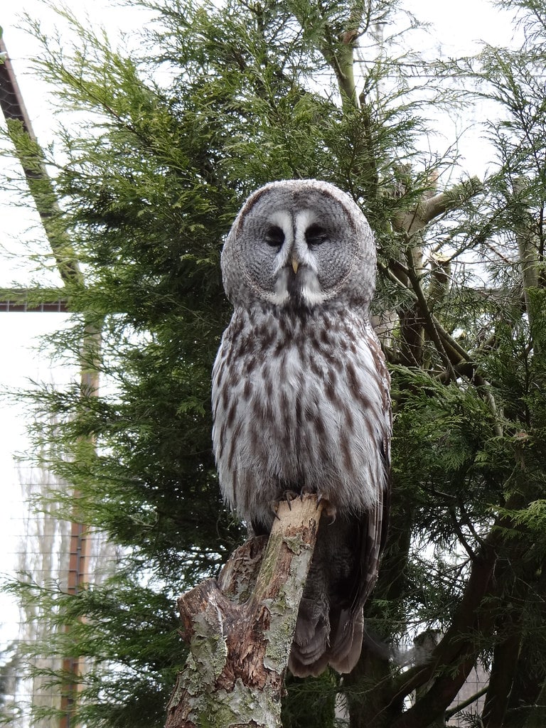Great Gray Owl