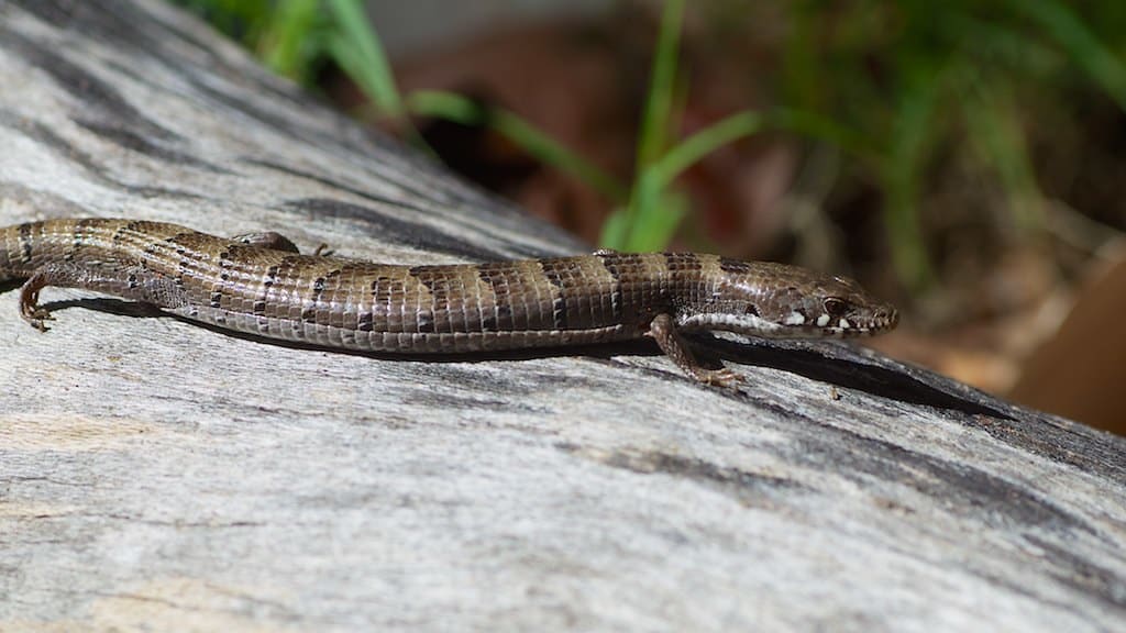 Great Plains Skink