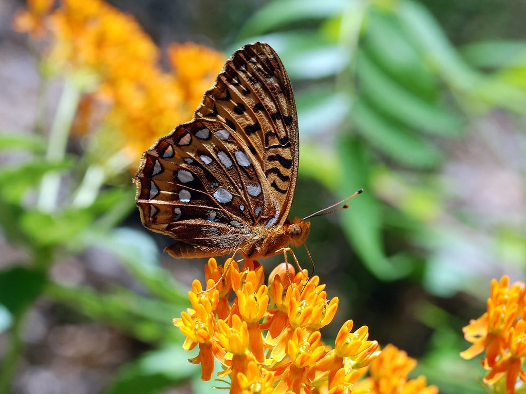 Great Spangled Fritillary