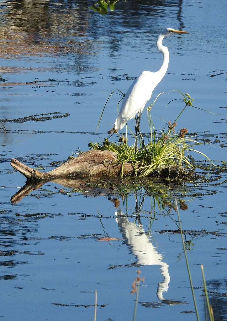 Great White Heron