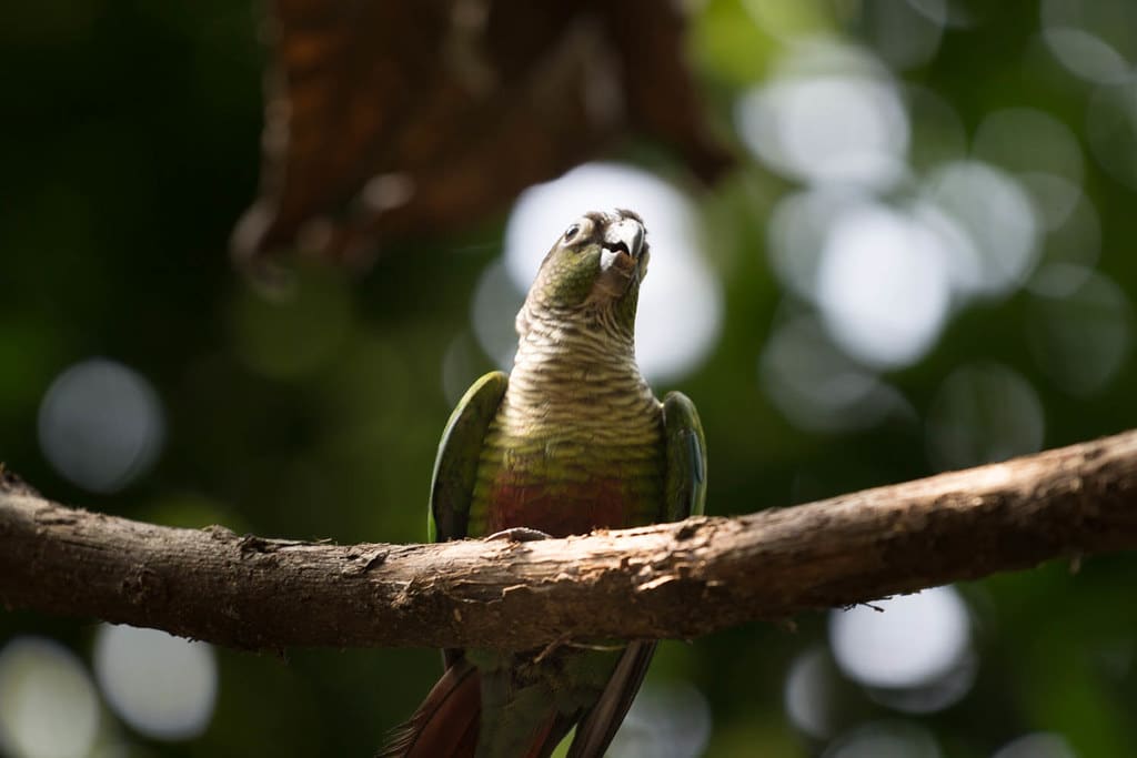 Green-Cheeked Conure
