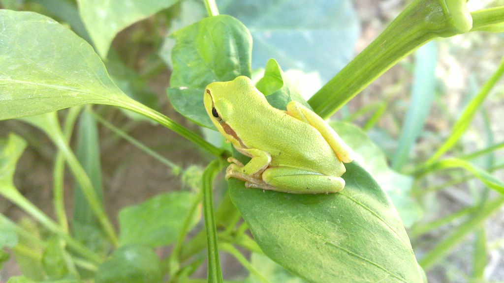 Green Frog