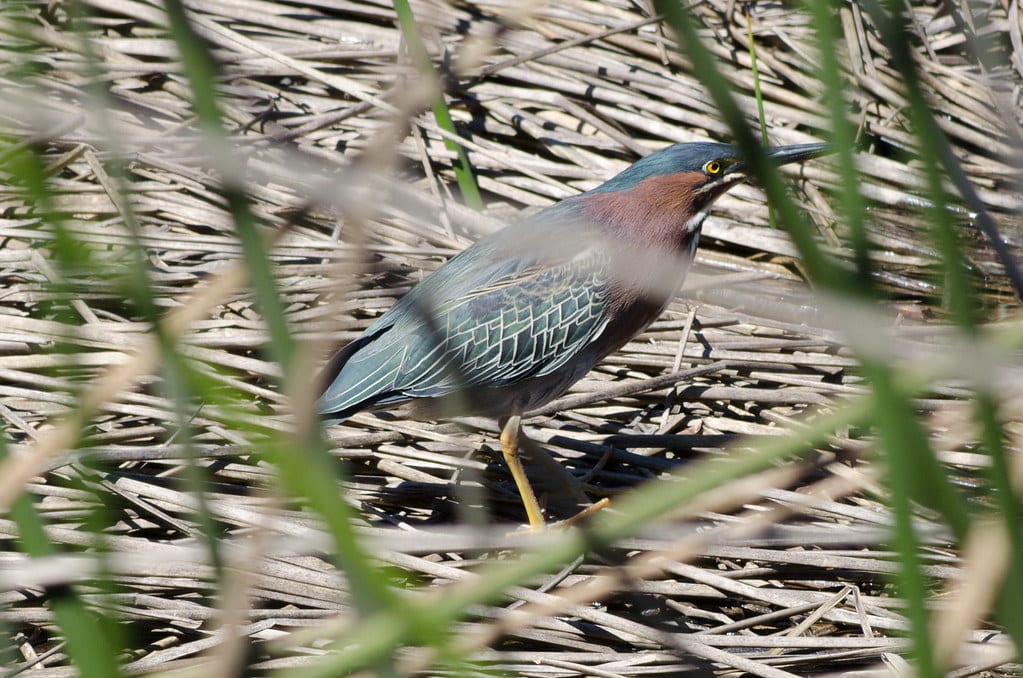 Green Heron