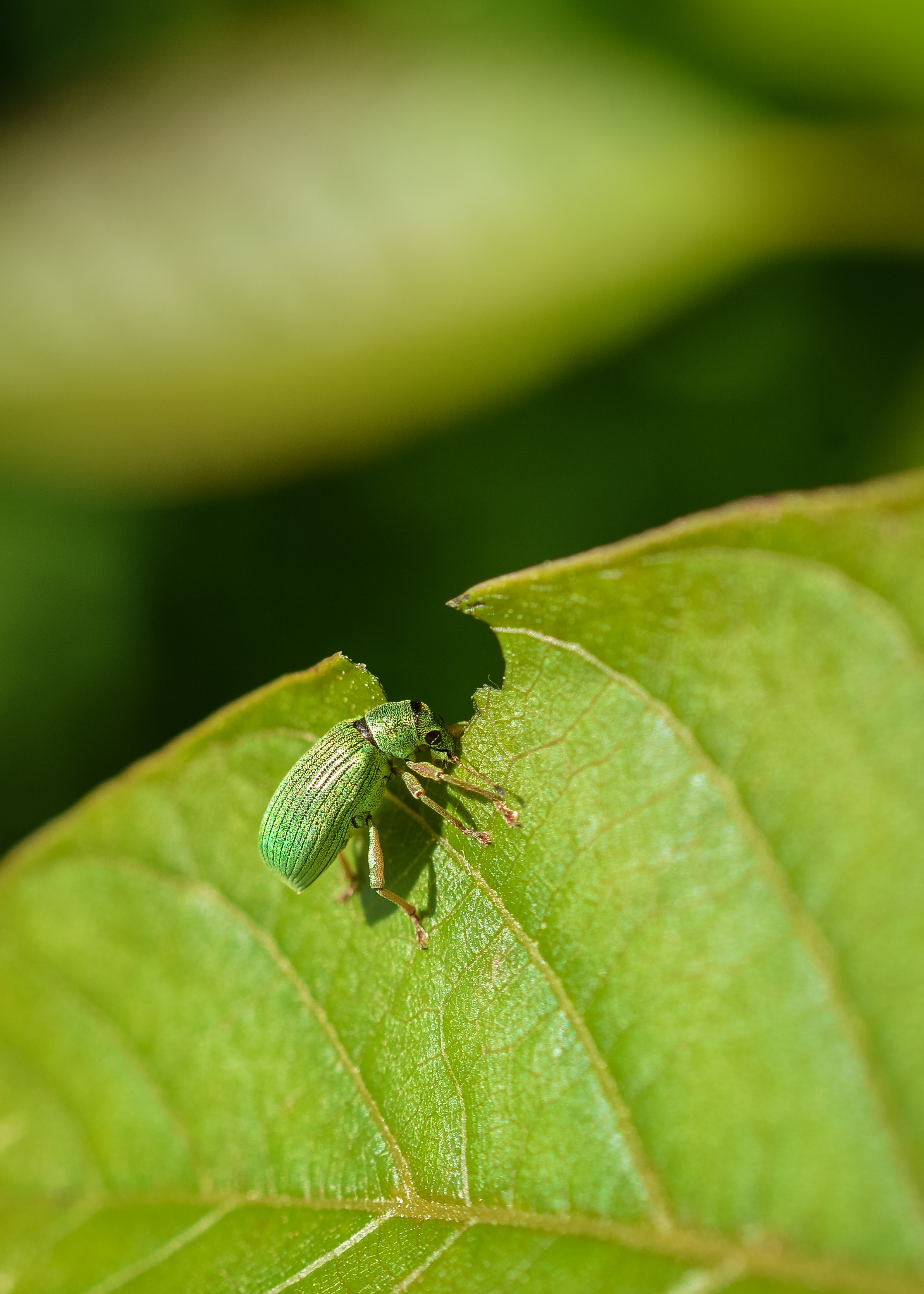 Green Immigrant Leaf Weevil