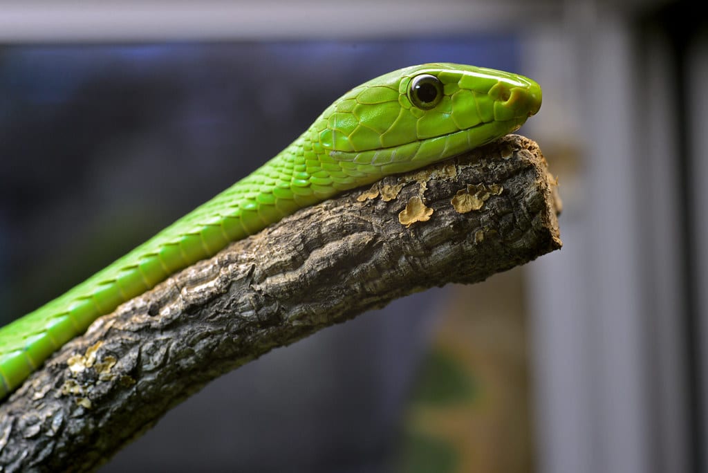 Green Mamba