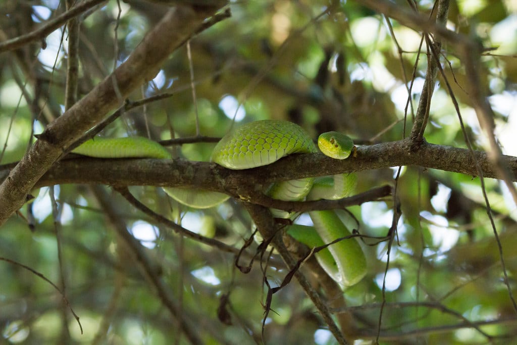 Green Pit Viper
