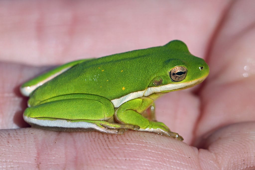Green Treefrog - Types of Frogs in Kentucky