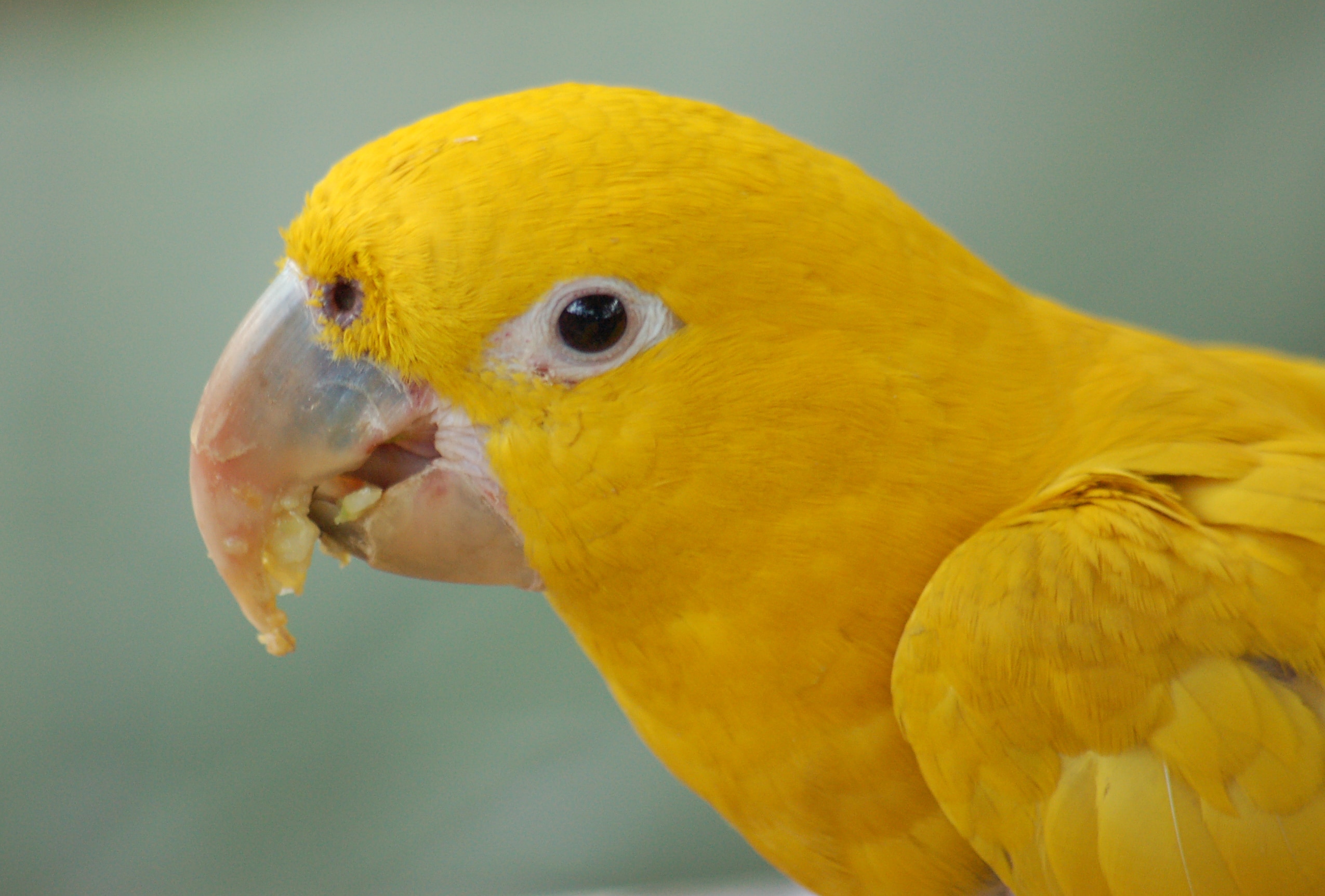 Guarouba Conure (Golden Parakeet)