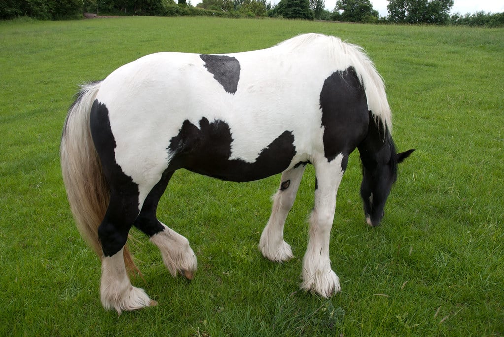 Gypsy Vanner Horse