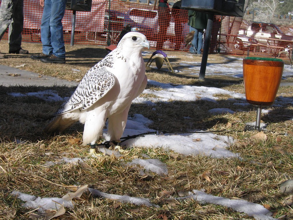 Gyrfalcon