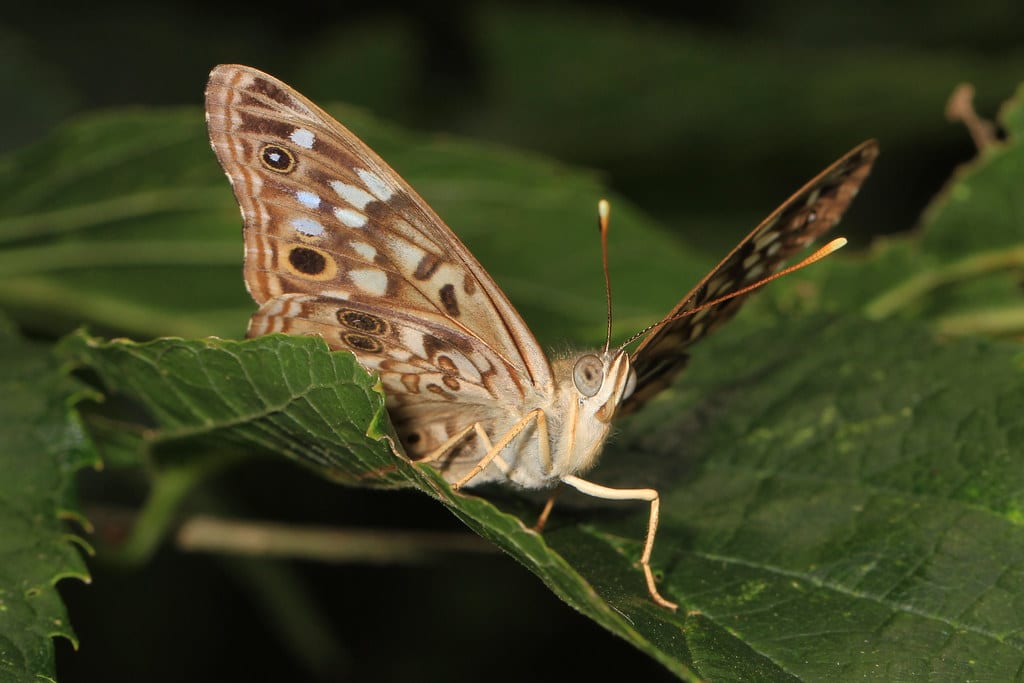 Hackberry Emperor